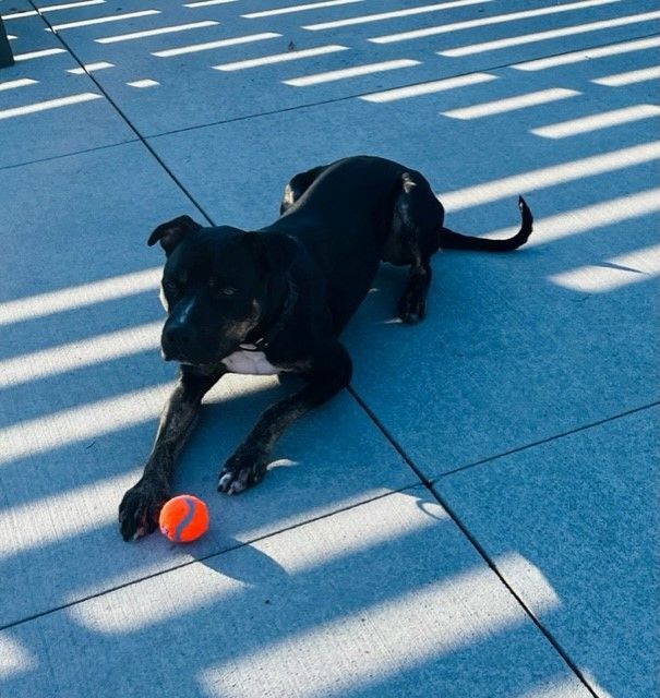 Arrow, a Adoptable mixed breed in Eighty Four, PA image 5/5