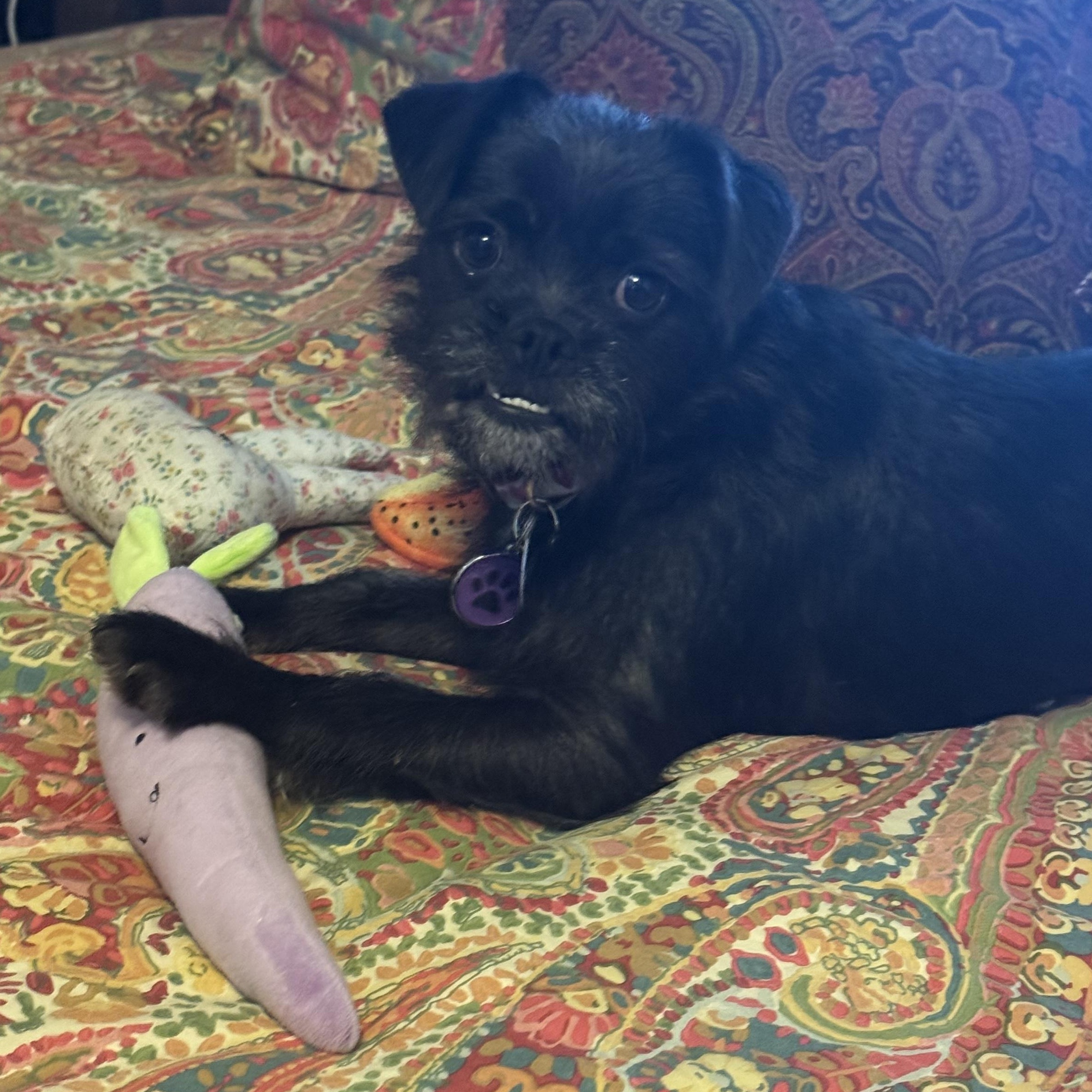 Kip Terrier Dog