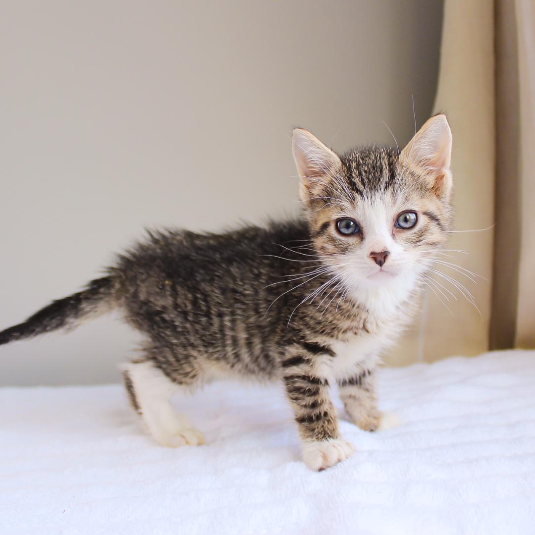 Nutmeg