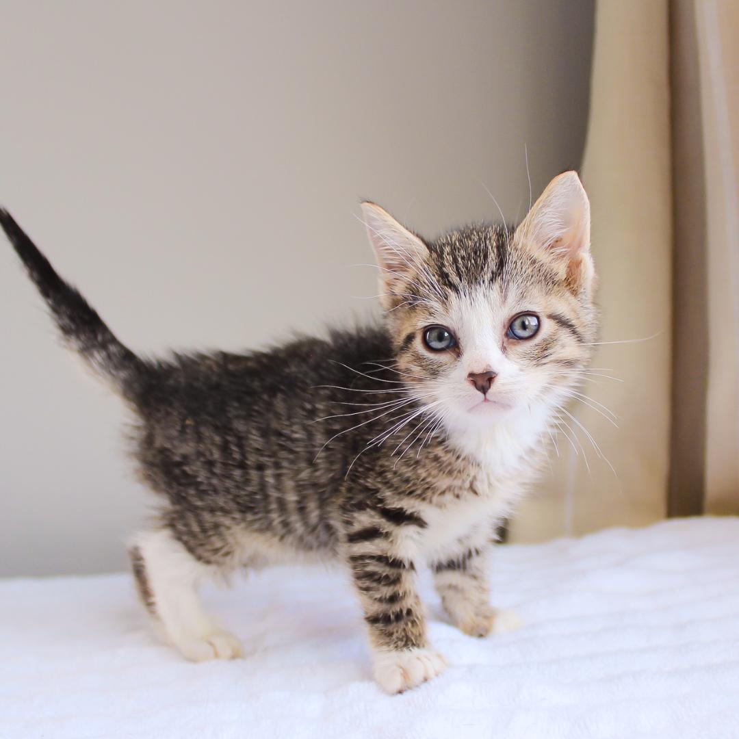 Nutmeg, Baby Male Domestic Short Hair