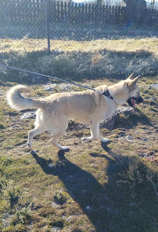 Enlarge Tank 45676, a Adoptable mixed breed in Pocatello, ID image 1/6