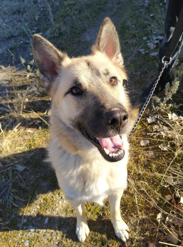 Tank 45676, Adoptable, Adult Male German Shepherd Dog.