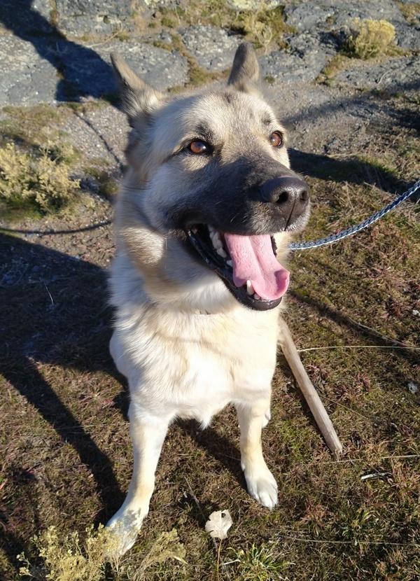 Enlarge Tank 45676, a Adoptable mixed breed in Pocatello, ID image 3/6