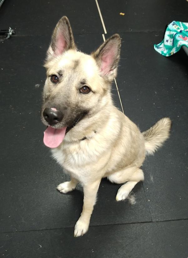 Enlarge Tank 45676, a Adoptable mixed breed in Pocatello, ID image 4/6