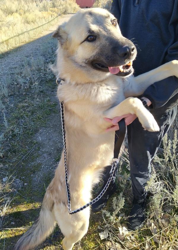 Enlarge Tank 45676, a Adoptable mixed breed in Pocatello, ID image 6/6