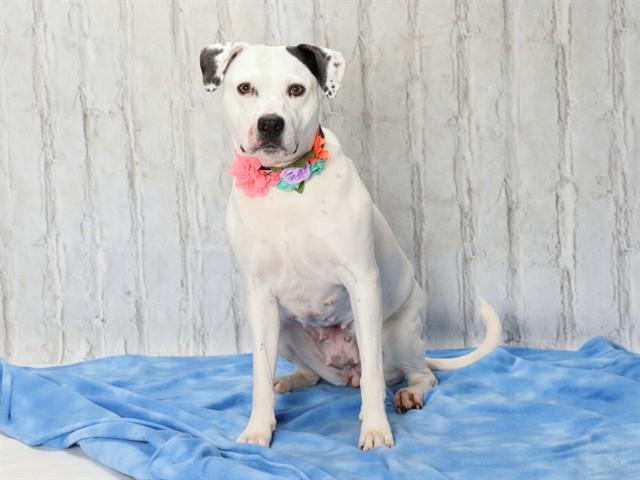 Enlarge PRINCESS, a Adoptable mixed breed in Omaha, NE image 1/1