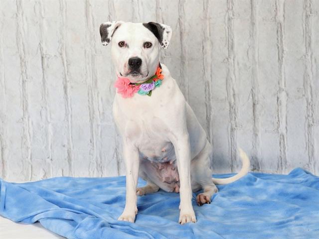 PRINCESS, Adoptable, Adult Female Labrador Retriever & Mixed Breed.