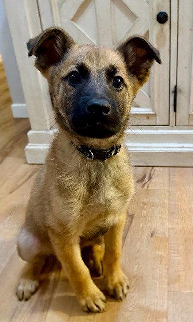 **GUMBO**, Adopted, Puppy Male Belgian Shepherd / Malinois.