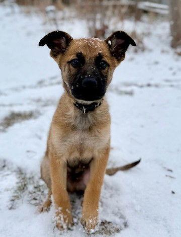 Enlarge **GUMBO**, a Adopted Belgian Shepherd / Malinois in North Prairie, WI image 2/2