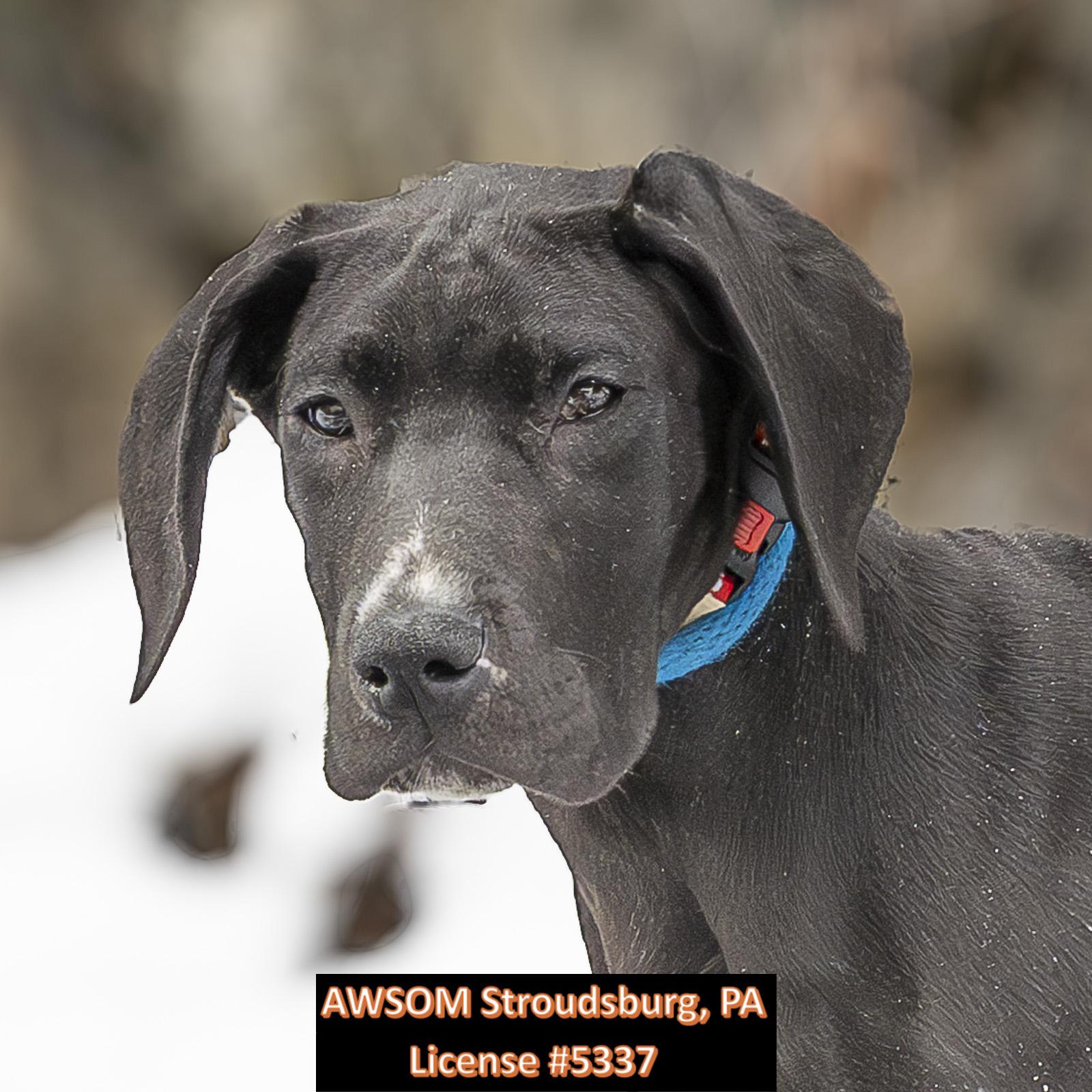 Sparkle, a ADOPTABLE mixed breed in Stroudsburg, PA image 1/2