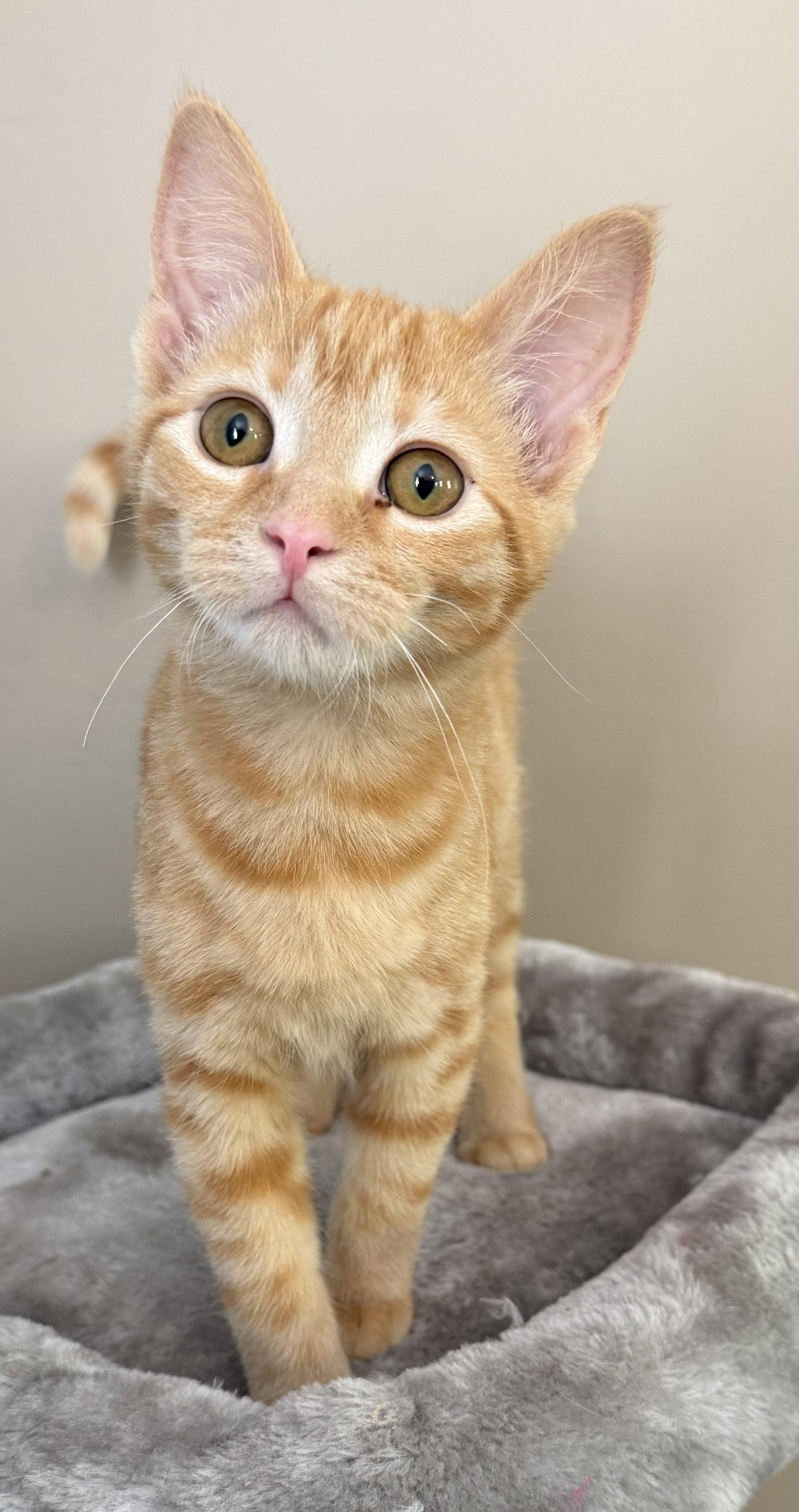 Harley (Offsite at Fancy Paws), Adopted, Young Female Domestic Short Hair.