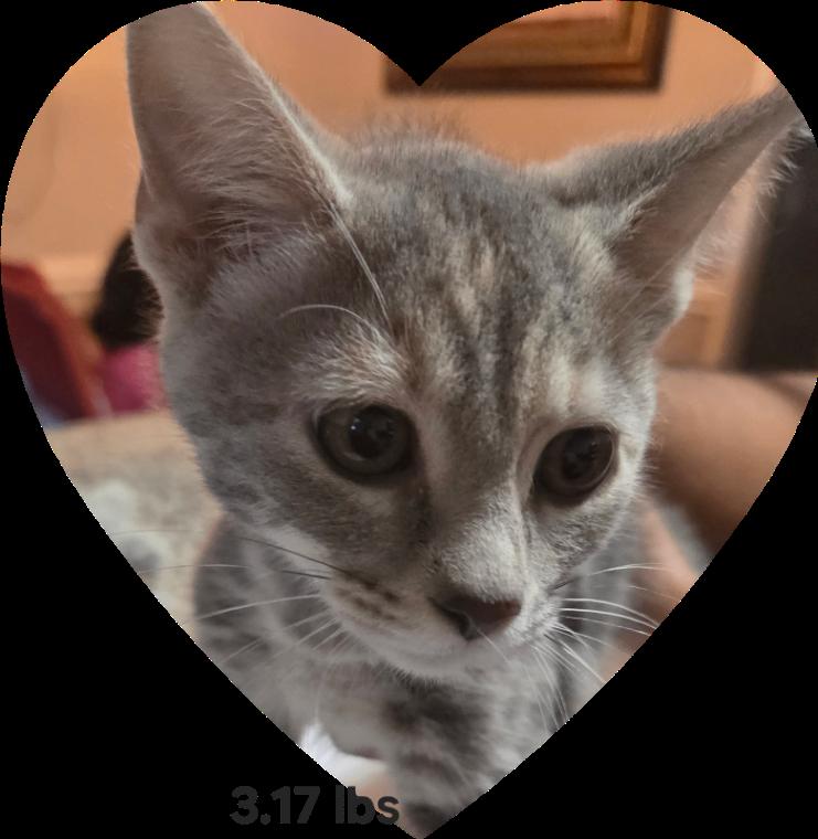 Ash, Adoptable, Young Male Domestic Short Hair.