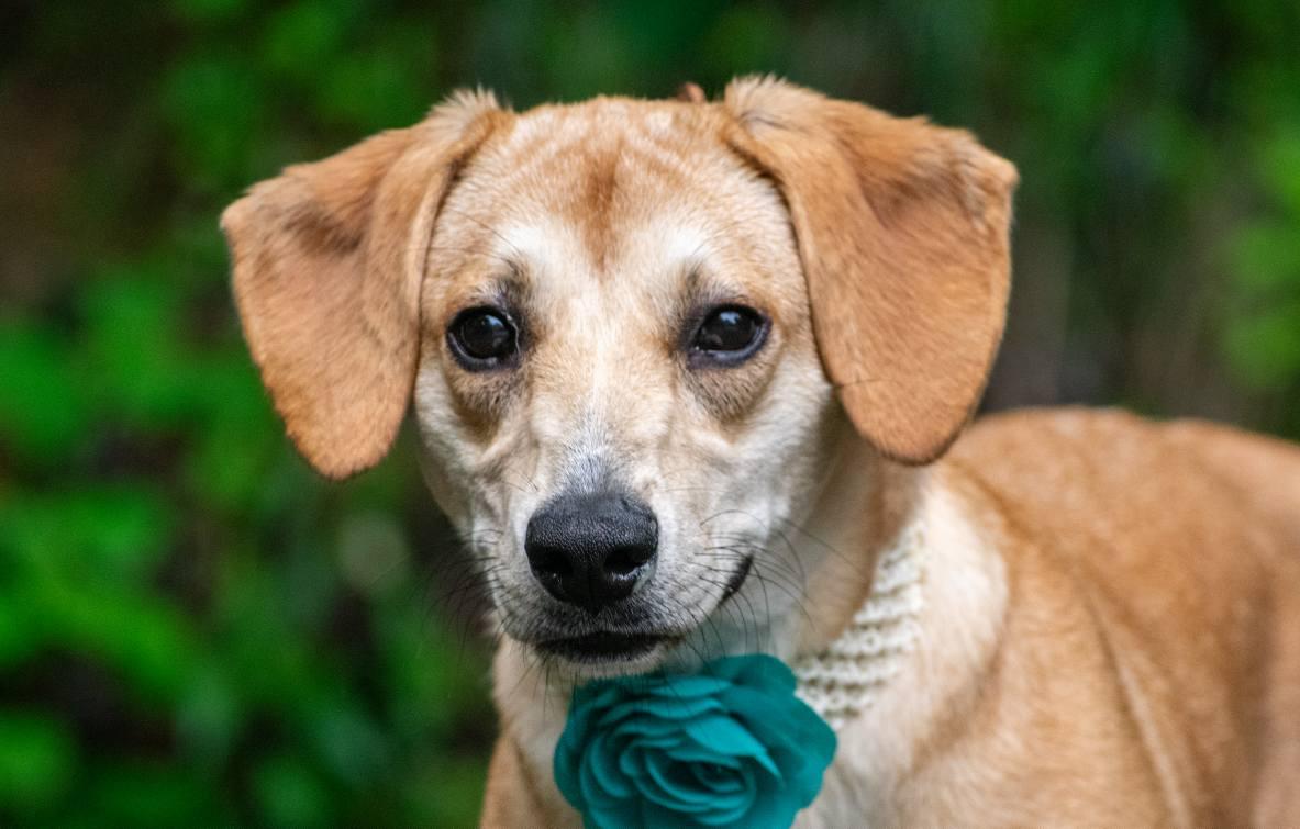 Toffee, a ADOPTABLE mixed breed in Sevierville, TN image 4/4