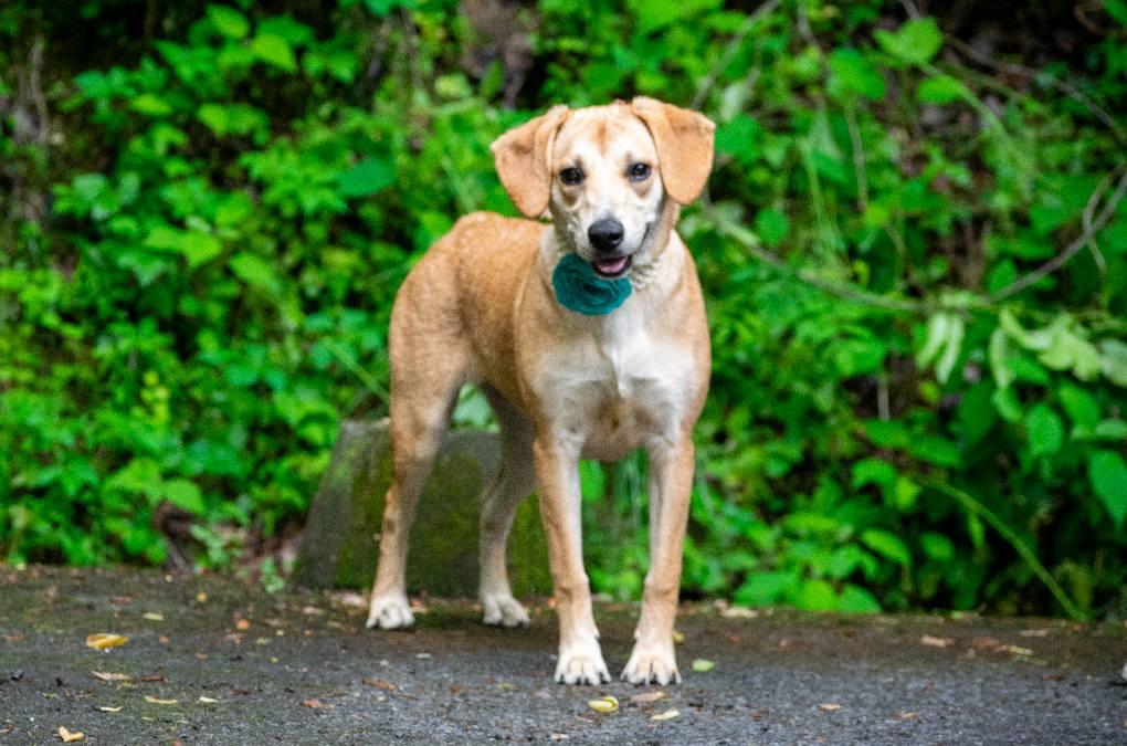 Toffee, a ADOPTABLE mixed breed in Sevierville, TN image 3/4