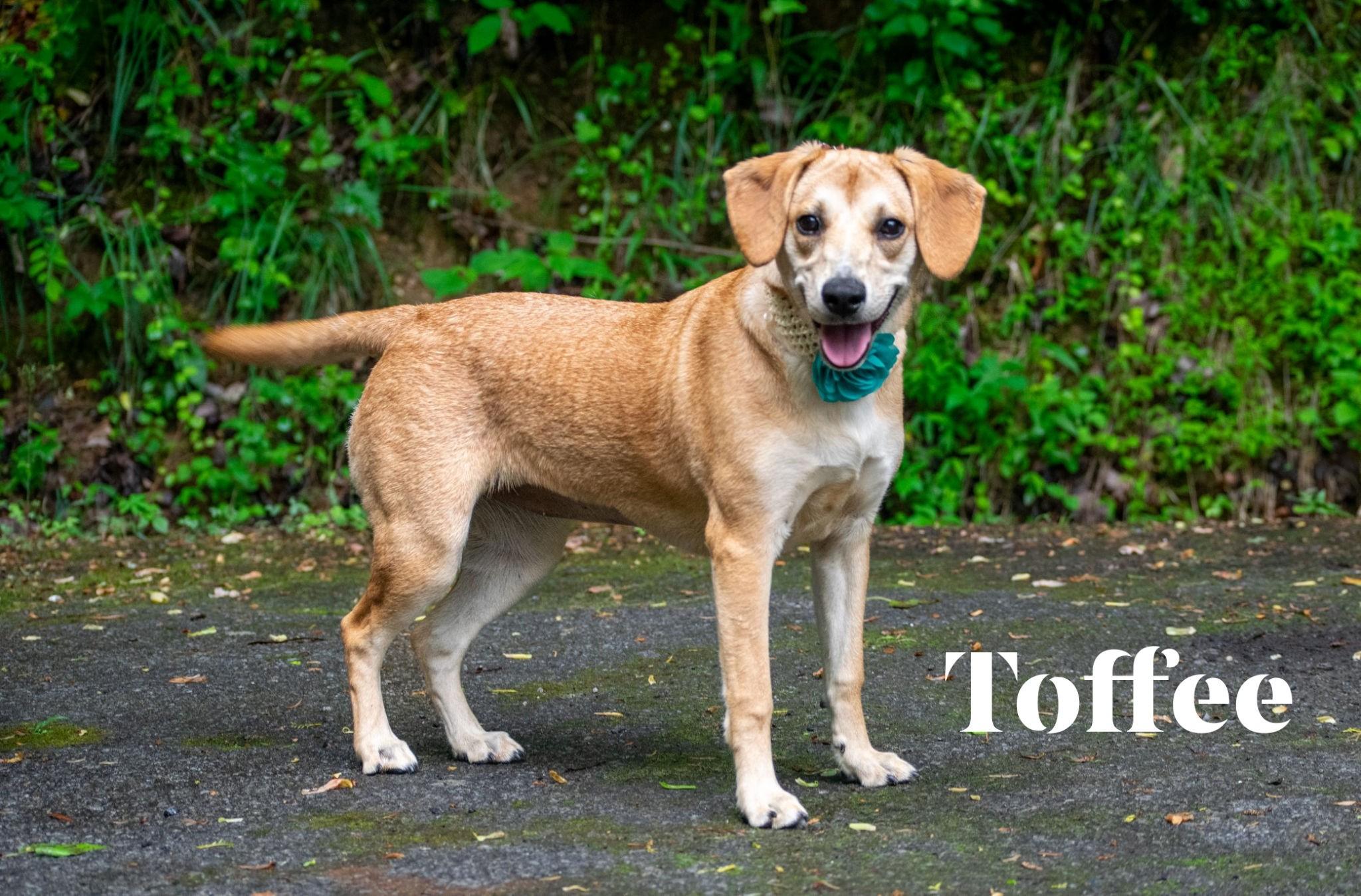 Toffee, a ADOPTABLE mixed breed in Sevierville, TN image 1/4