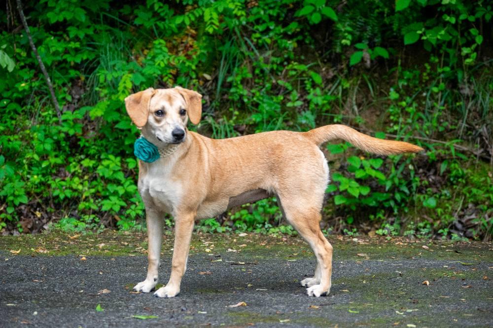 Toffee, a ADOPTABLE mixed breed in Sevierville, TN image 2/4