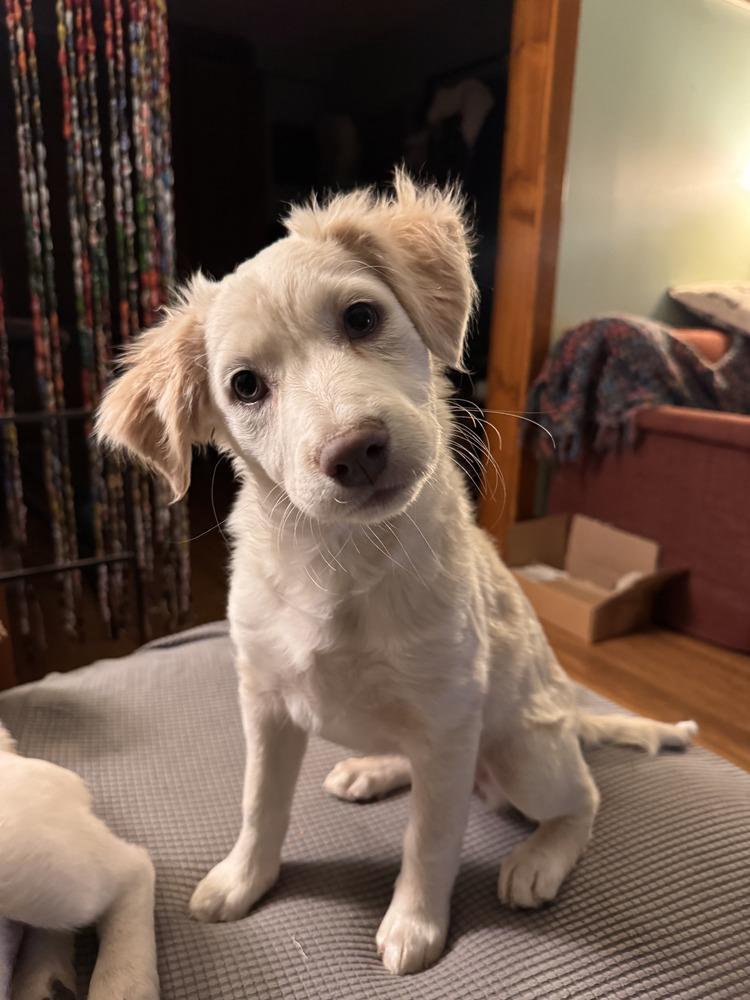 Claire, Adoptable, Puppy Female Australian Cattle Dog / Blue Heeler.