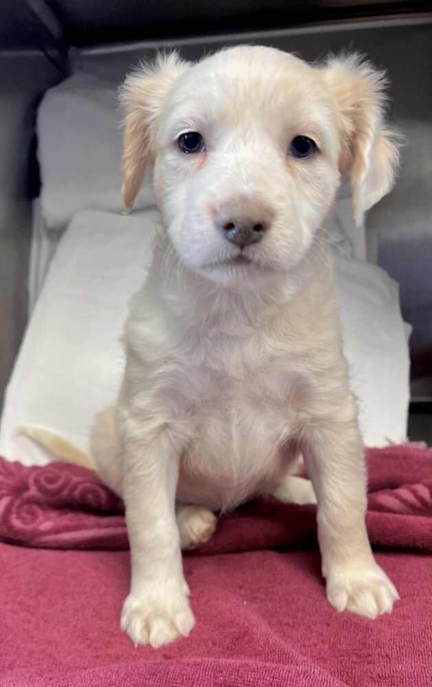 Claire, a Adoptable mixed breed in Cortez, CO image 1/3