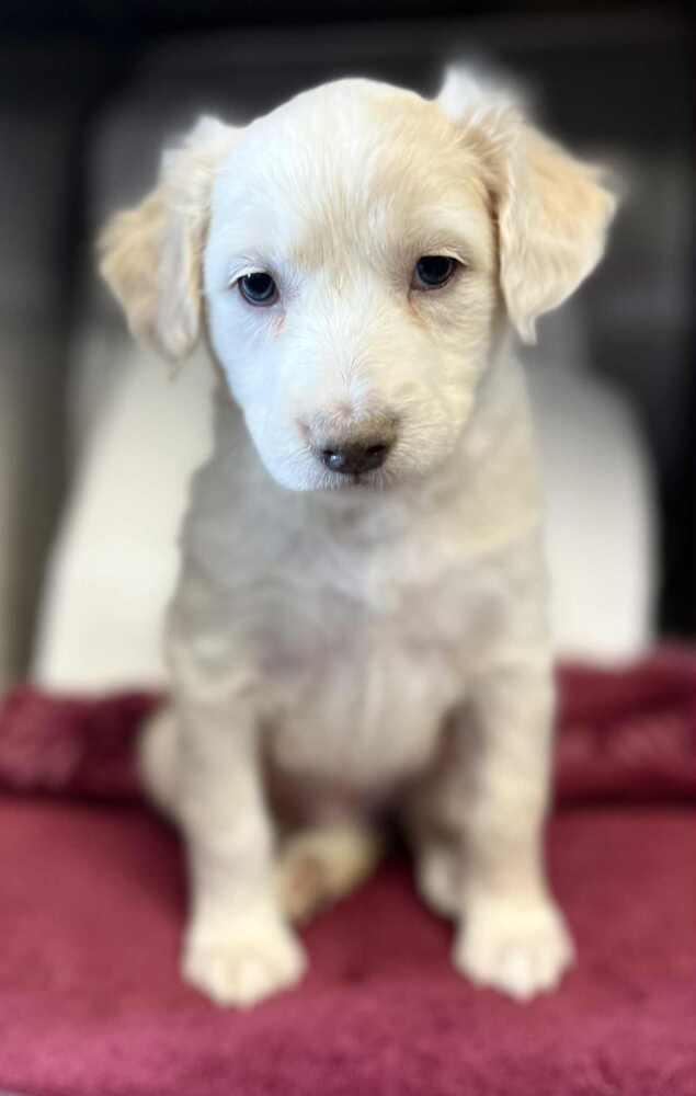 Claire, a Adoptable mixed breed in Cortez, CO image 2/3