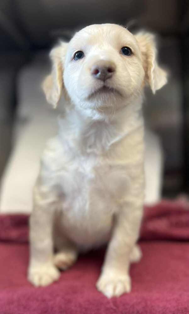 Claire, a Adoptable mixed breed in Cortez, CO image 3/3