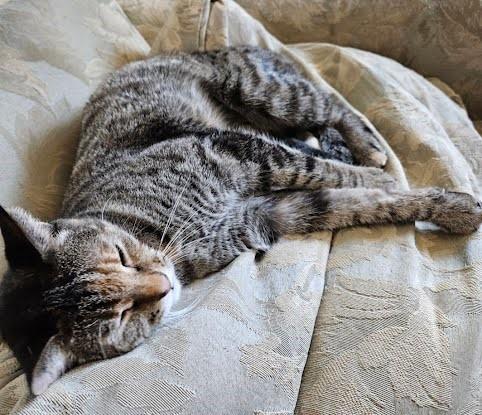 Abby, a ADOPTABLE Domestic Short Hair in Phoenix, AZ image 2/4