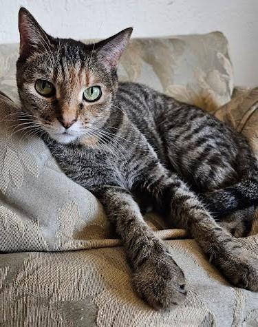 Abby, a ADOPTABLE Domestic Short Hair in Phoenix, AZ image 4/4