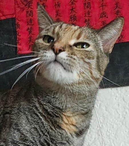 Abby, ADOPTABLE, Senior Female Domestic Short Hair.