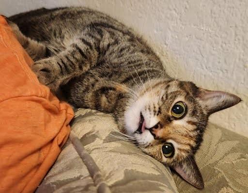 Abby, a ADOPTABLE Domestic Short Hair in Phoenix, AZ image 3/4