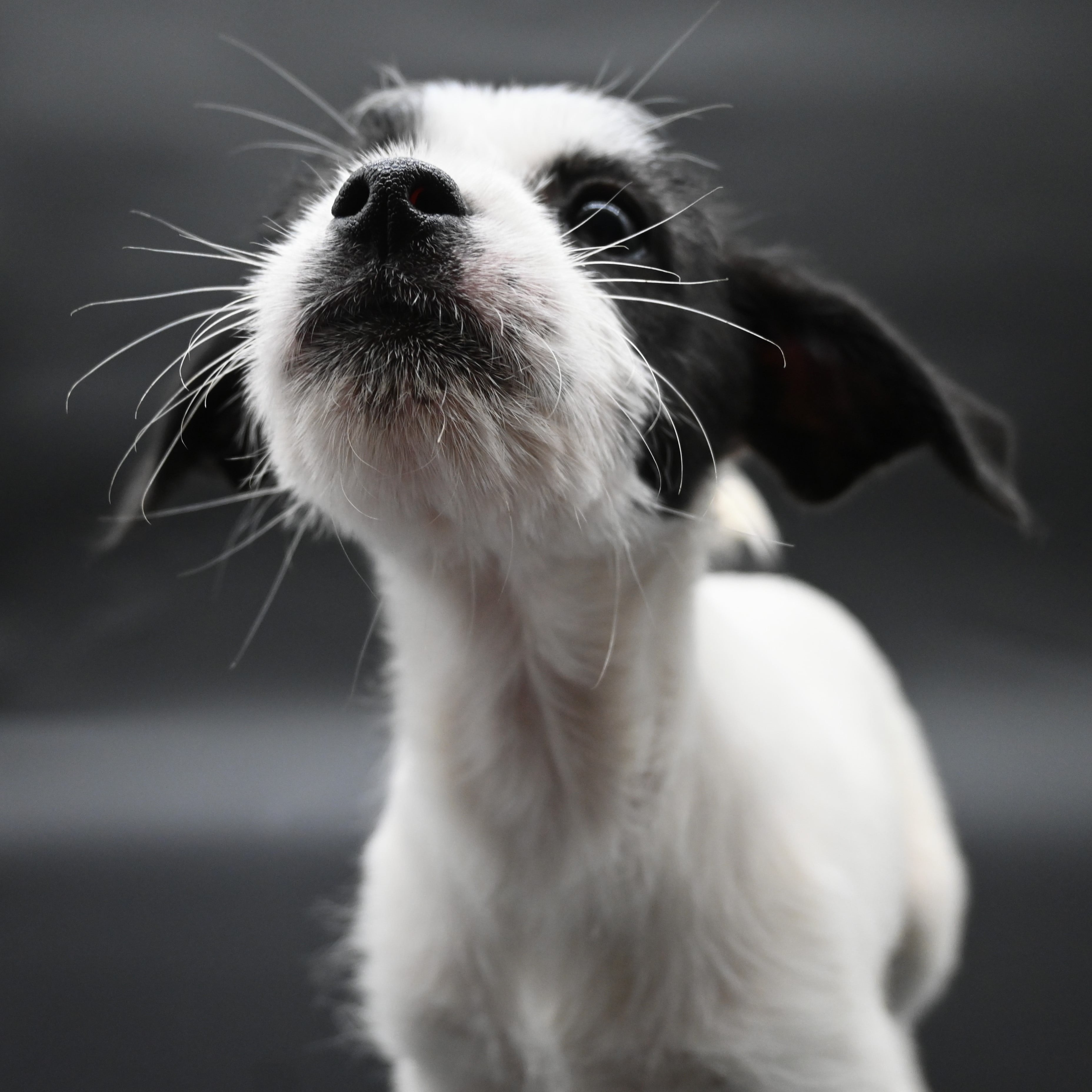 Dog for adoption Inverness, a Jack Russell Terrier Mix in Farmington