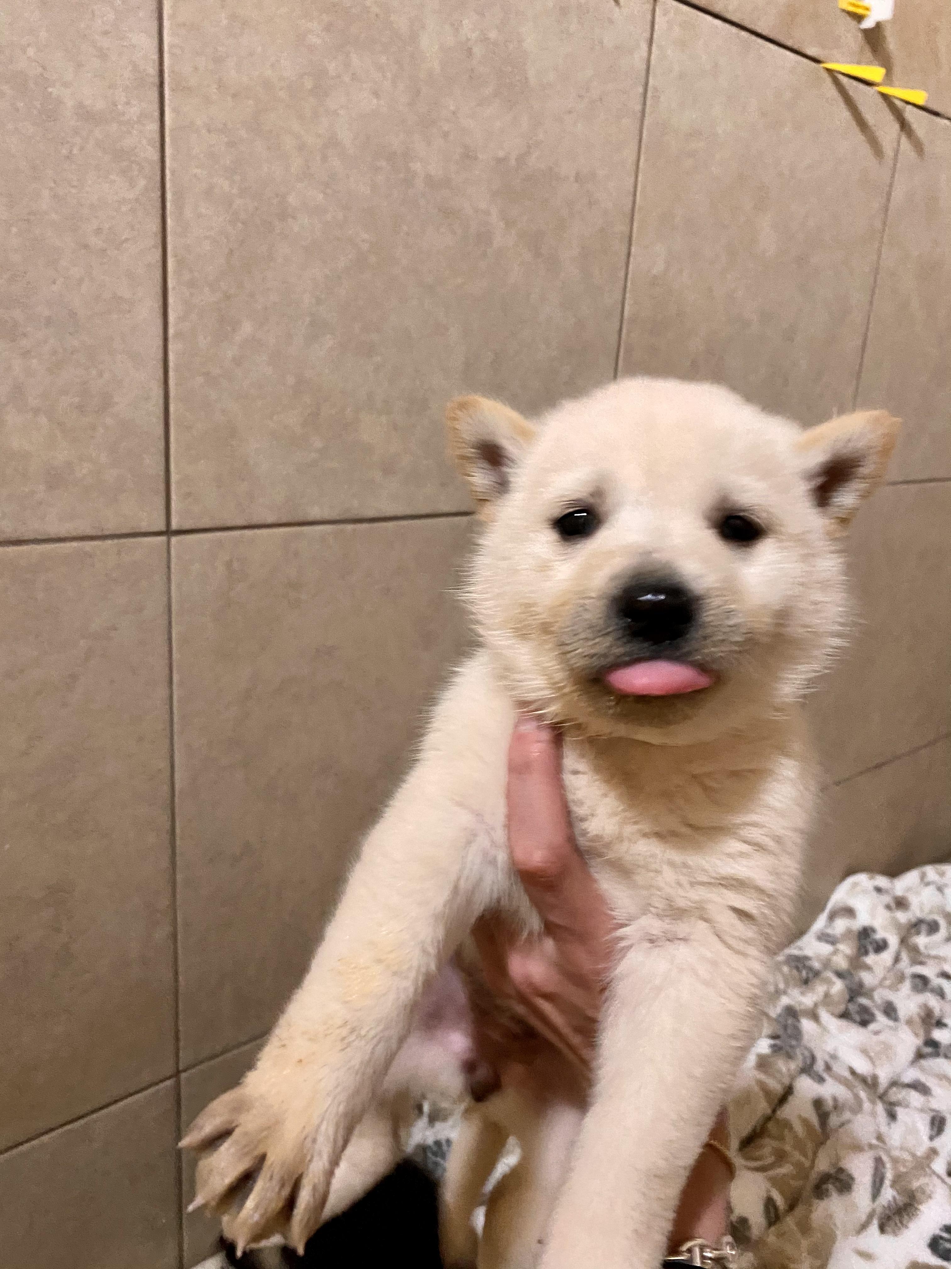 Enlarge Kona, a Adopted mixed breed in San Juan Capistrano, CA image 1/4