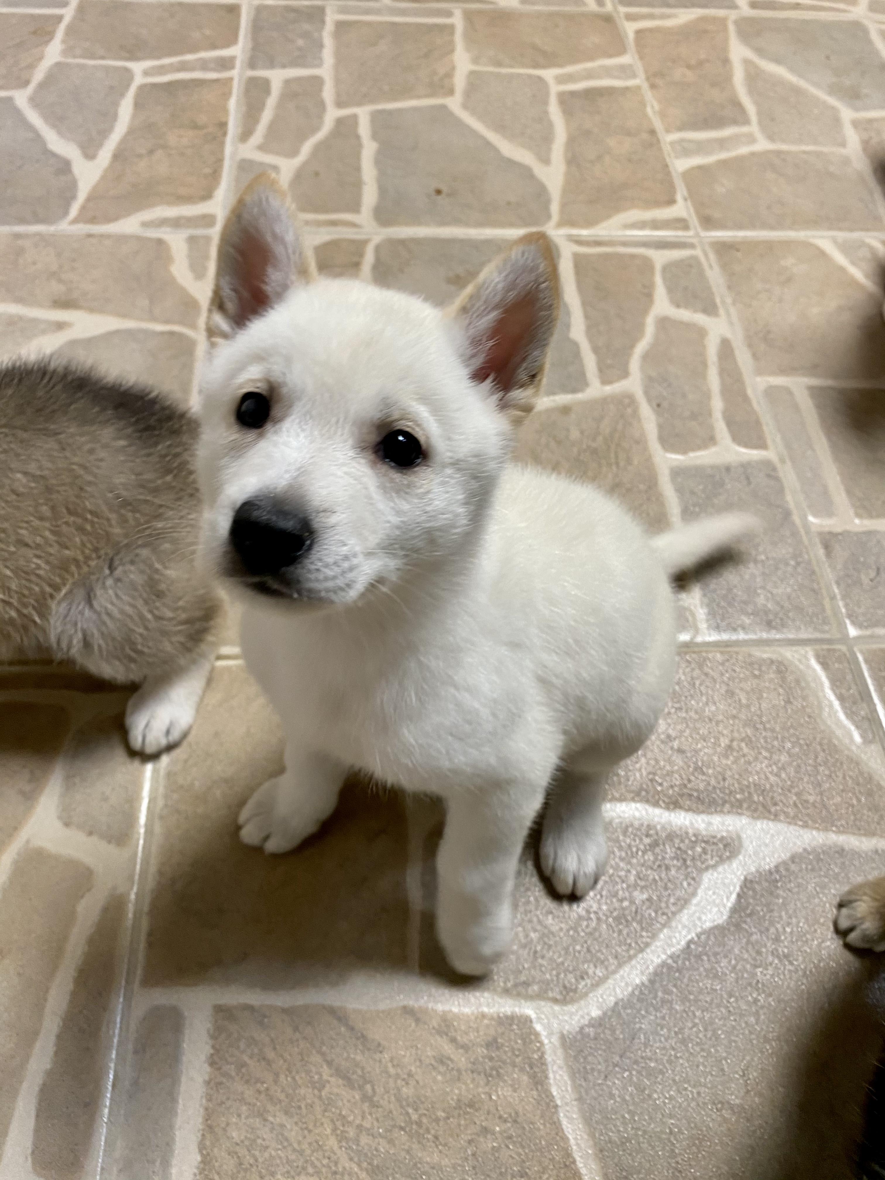 Enlarge Kona, a Adopted mixed breed in San Juan Capistrano, CA image 4/4