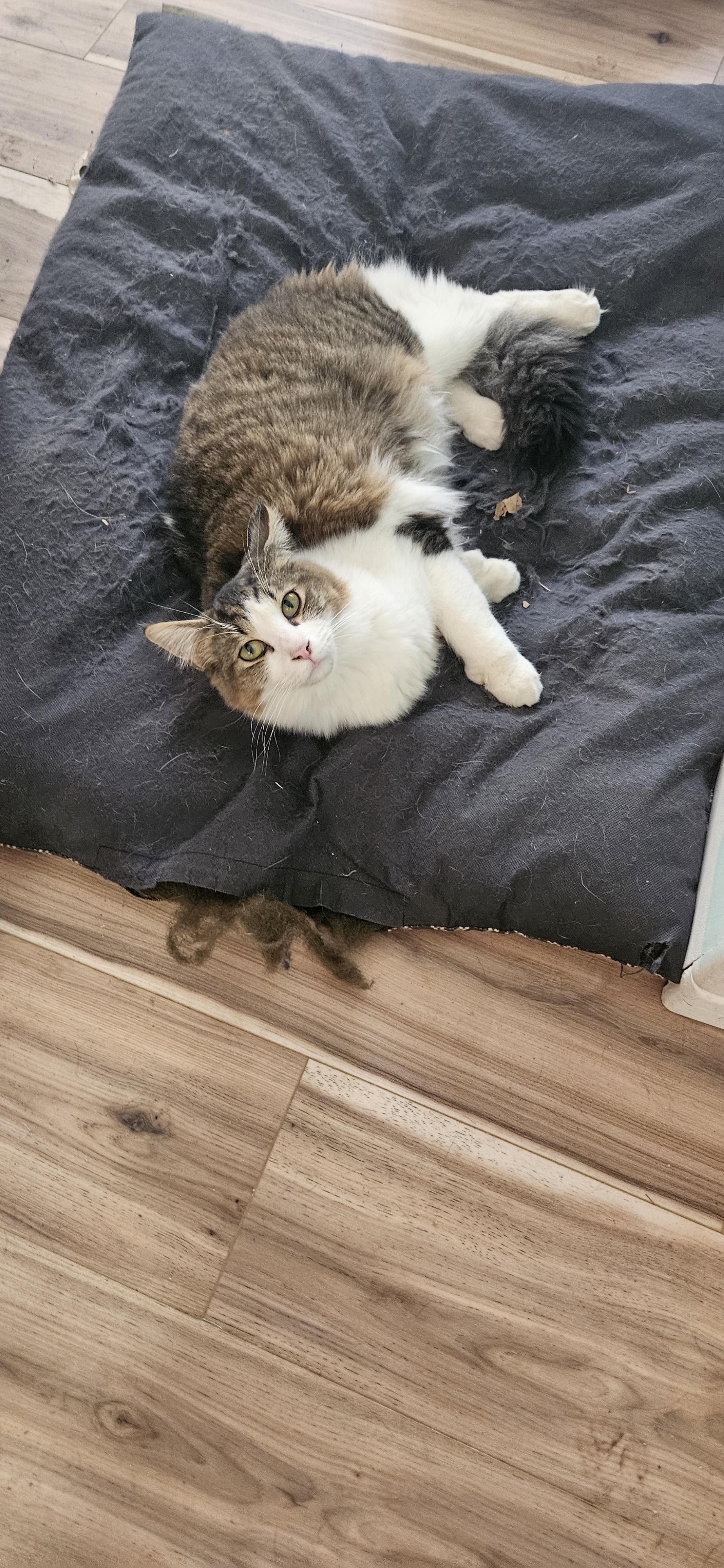 Ferb, a Adoptable mixed breed in Lafayette, IN image 2/5