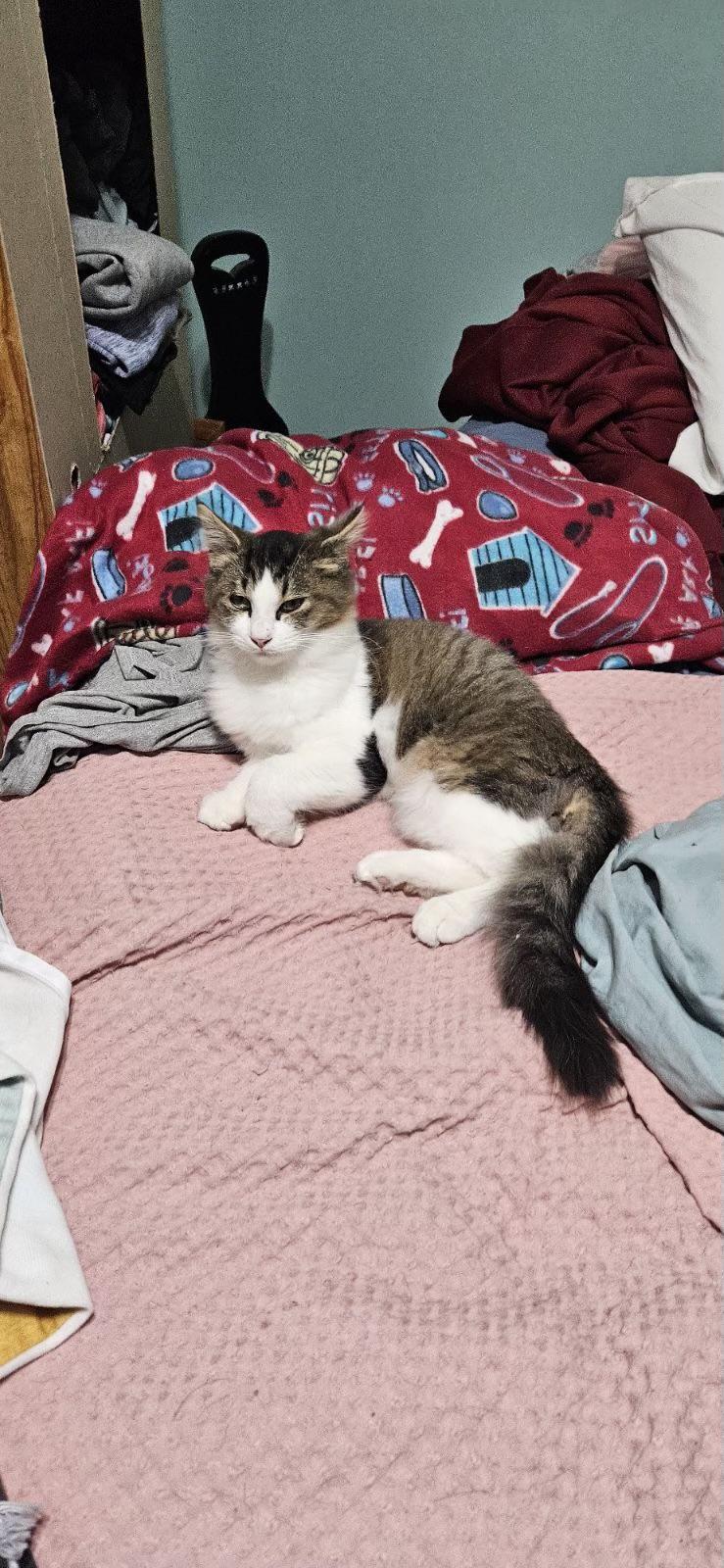 Ferb, a Adoptable mixed breed in Lafayette, IN image 5/5