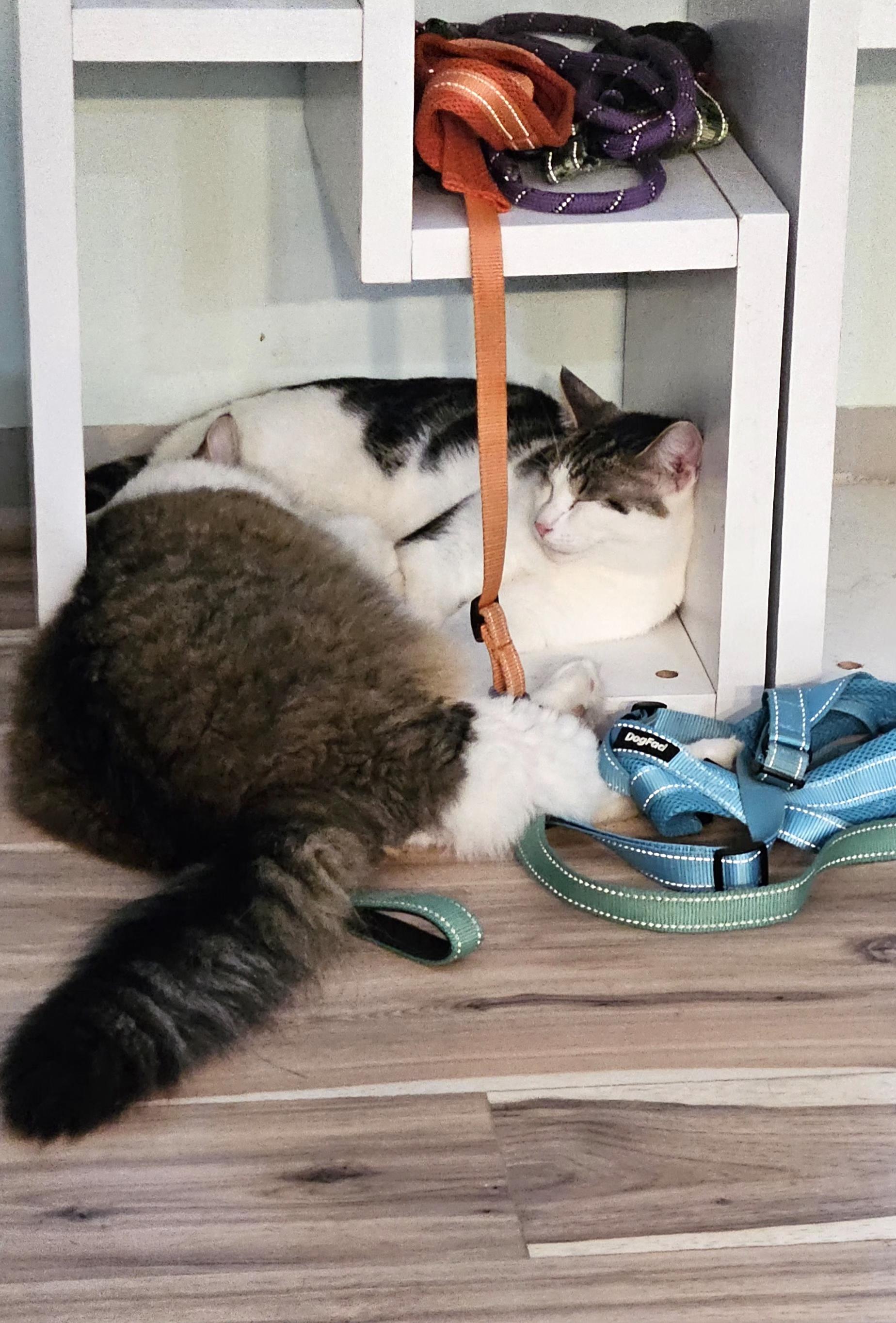 Ferb, a Adoptable mixed breed in Lafayette, IN image 1/5