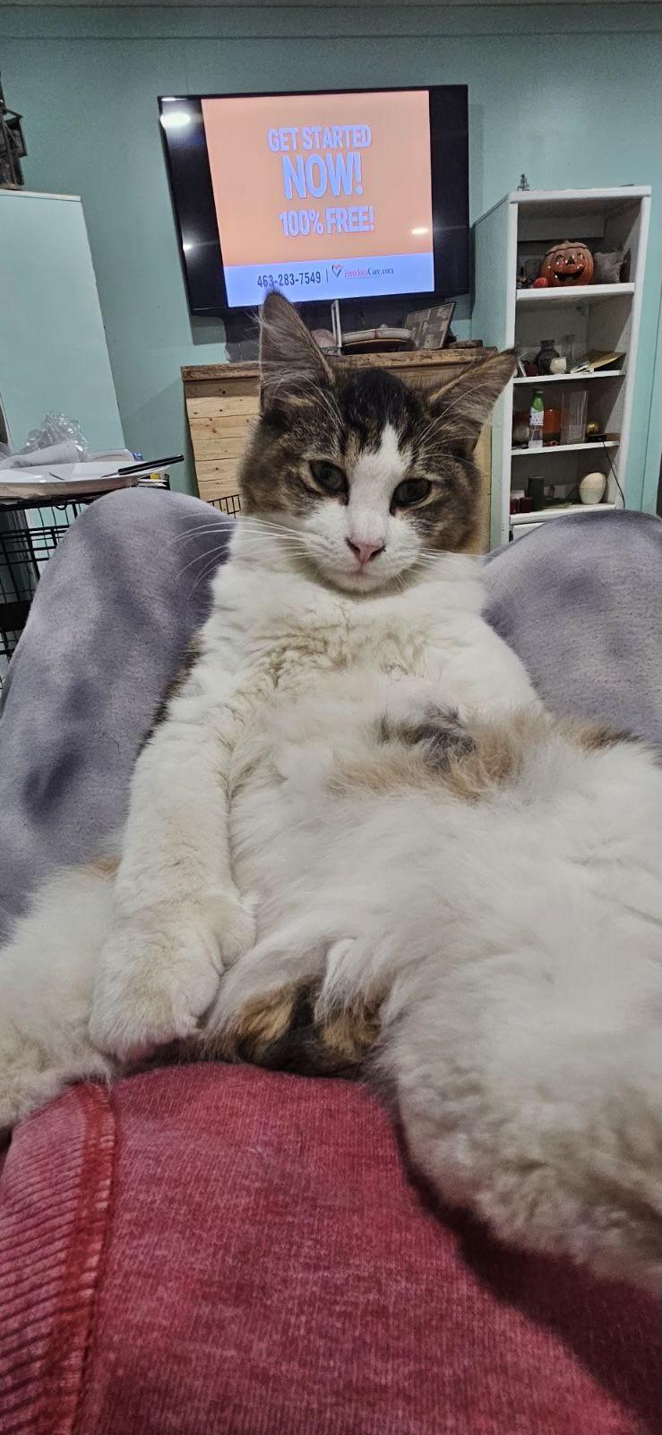 Ferb, a Adoptable mixed breed in Lafayette, IN image 4/5