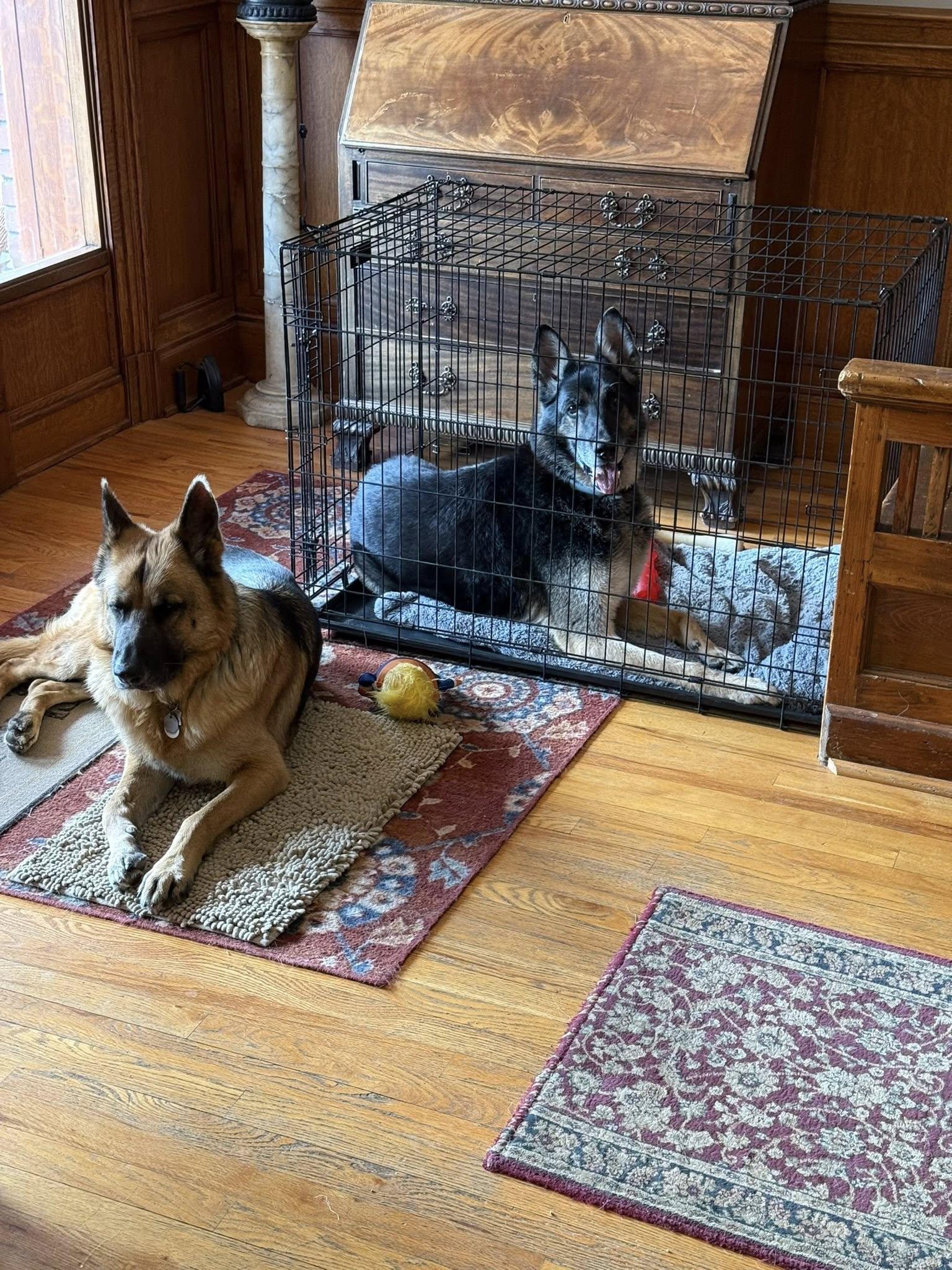 Enlarge Zeus , an adopted German Shepherd Dog in Chesterfield, MO image 3/4