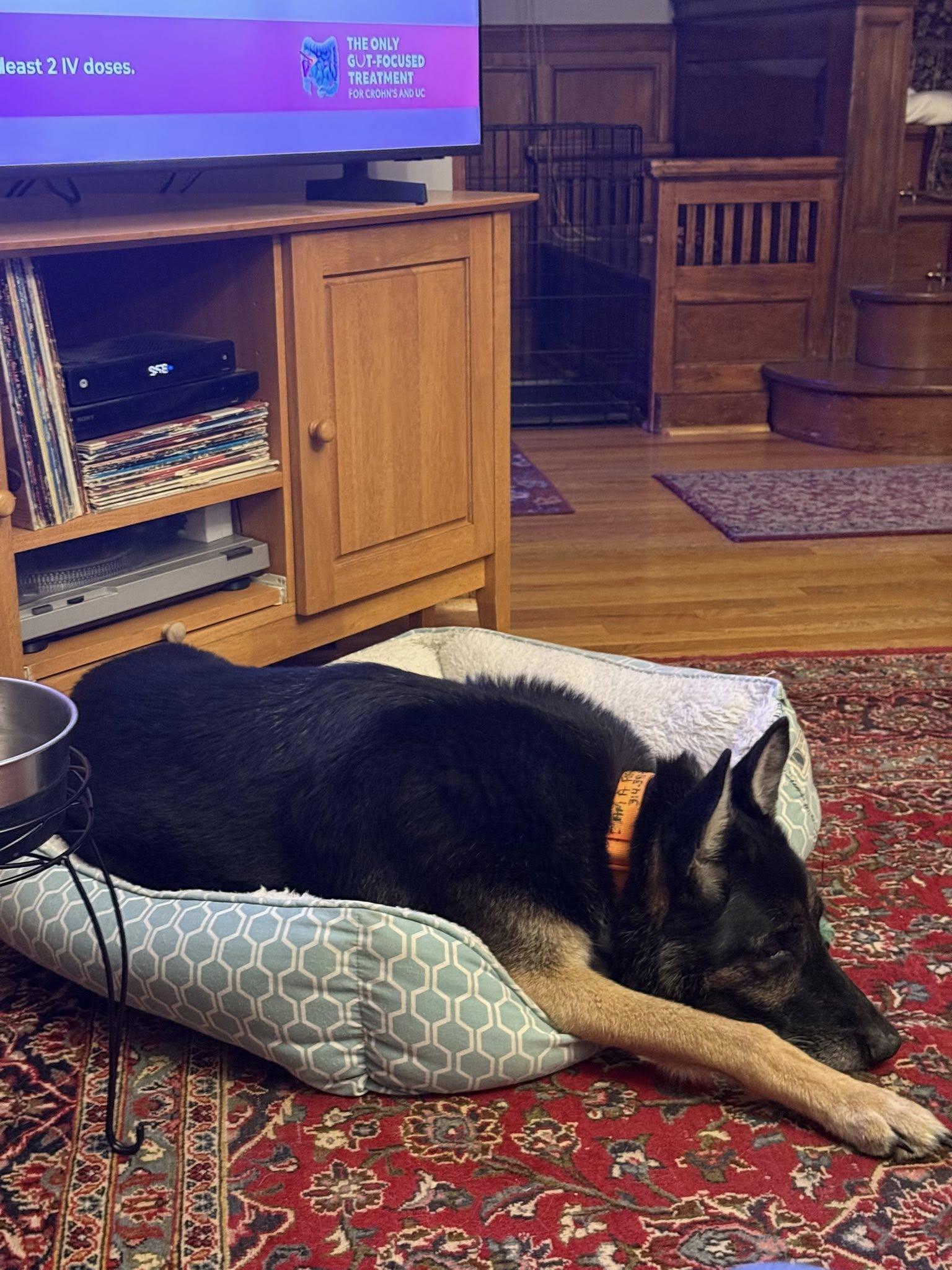 Enlarge Zeus , an adopted German Shepherd Dog in Chesterfield, MO image 2/4