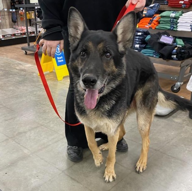 Enlarge Zeus , an adopted German Shepherd Dog in Chesterfield, MO image 4/4