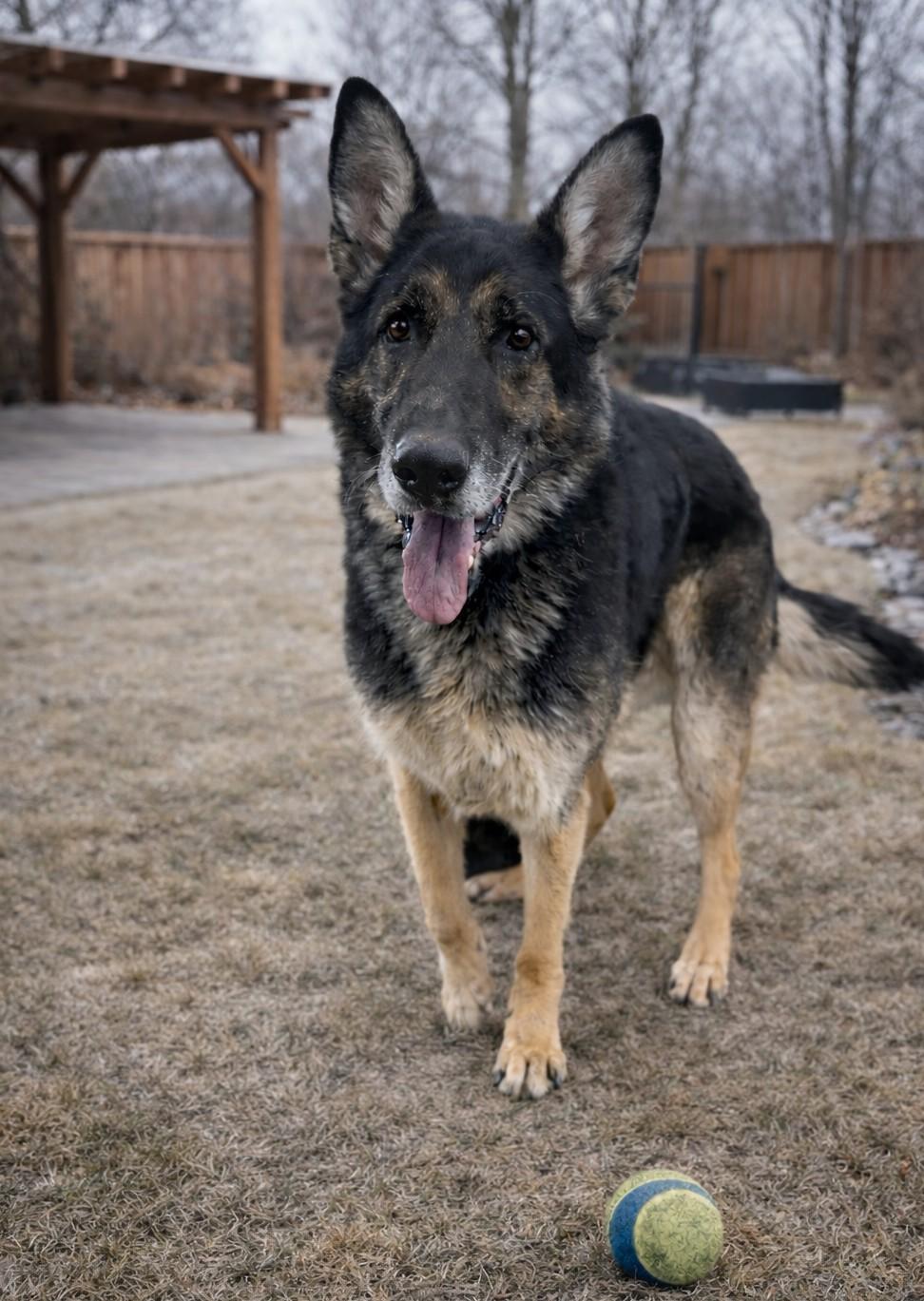 Zeus , adopted, Senior Male German Shepherd Dog.