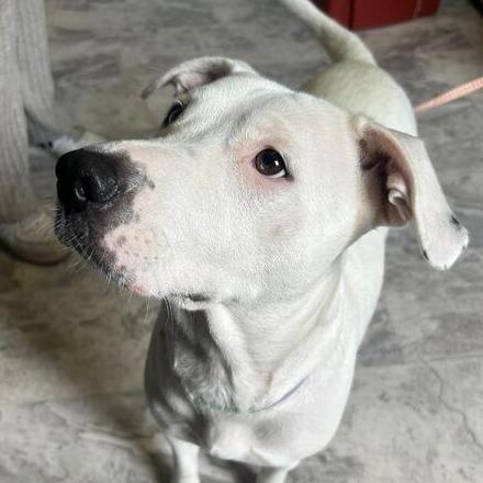 Enlarge Elle, a Adoptable Mixed Breed in Oak Hill, WV image 1/2