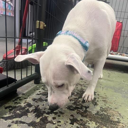 Enlarge Elle, a Adoptable Mixed Breed in Oak Hill, WV image 2/2