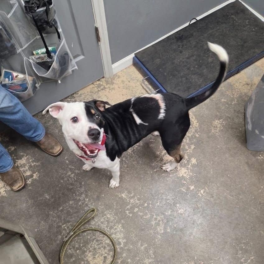 Jackson, ADOPTABLE, Young Male Mixed Breed.