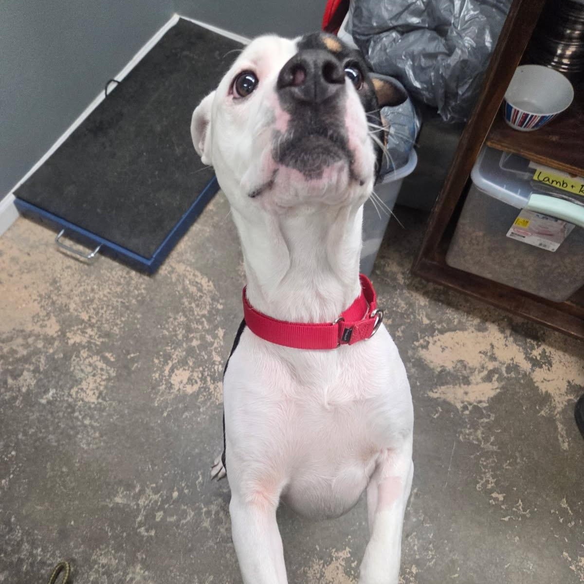 Enlarge Jackson, a ADOPTABLE Mixed Breed in Saint Marys, PA image 2/2