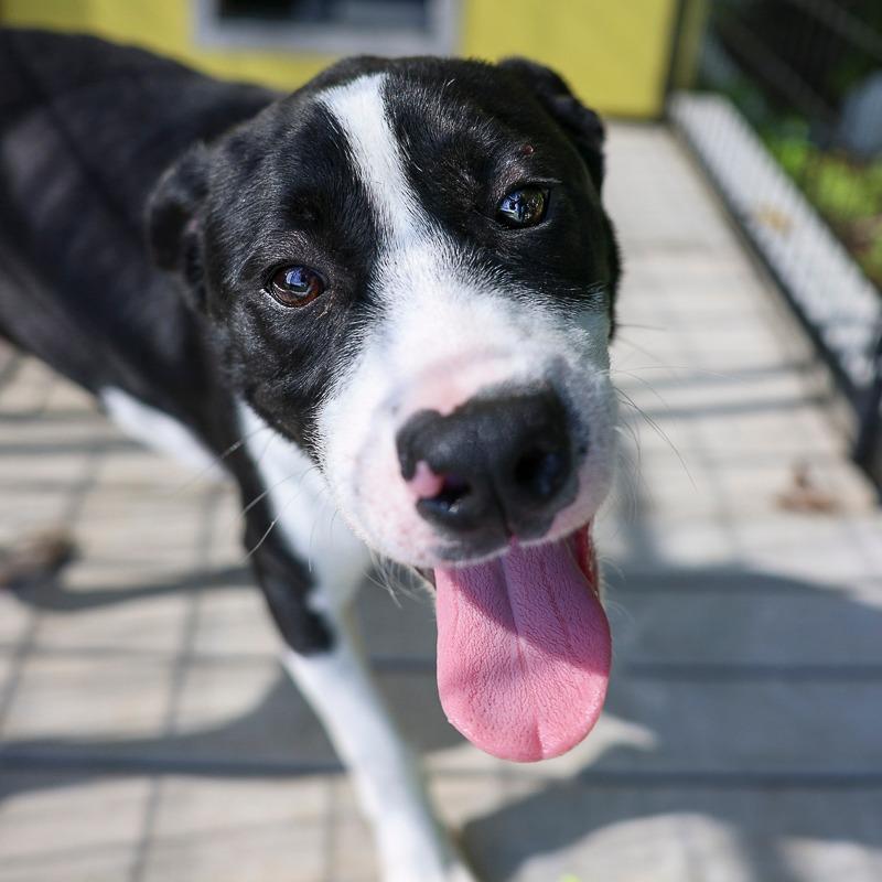Spadoni, Adoptable, Young Male Boxer.