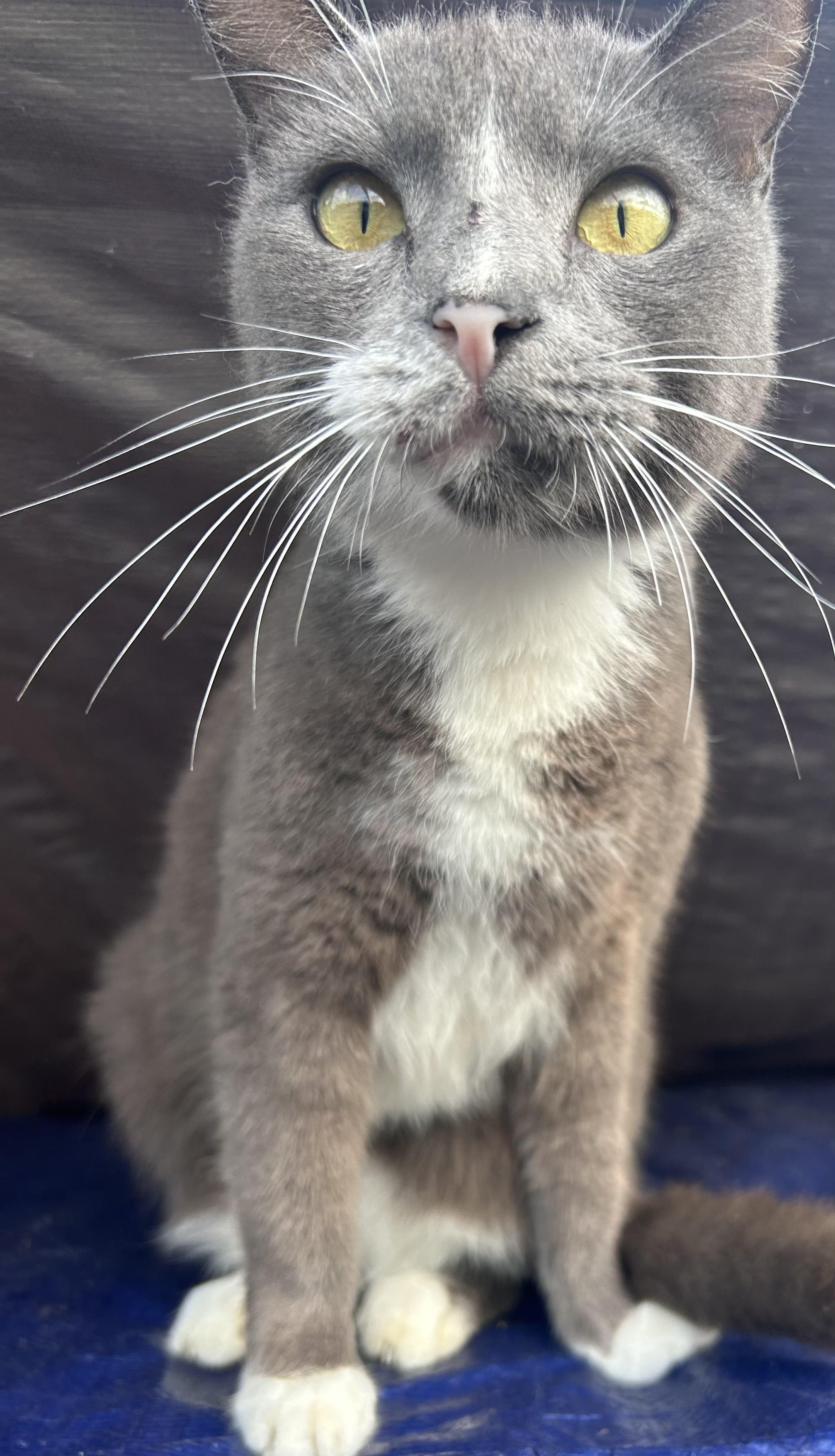 Gertie