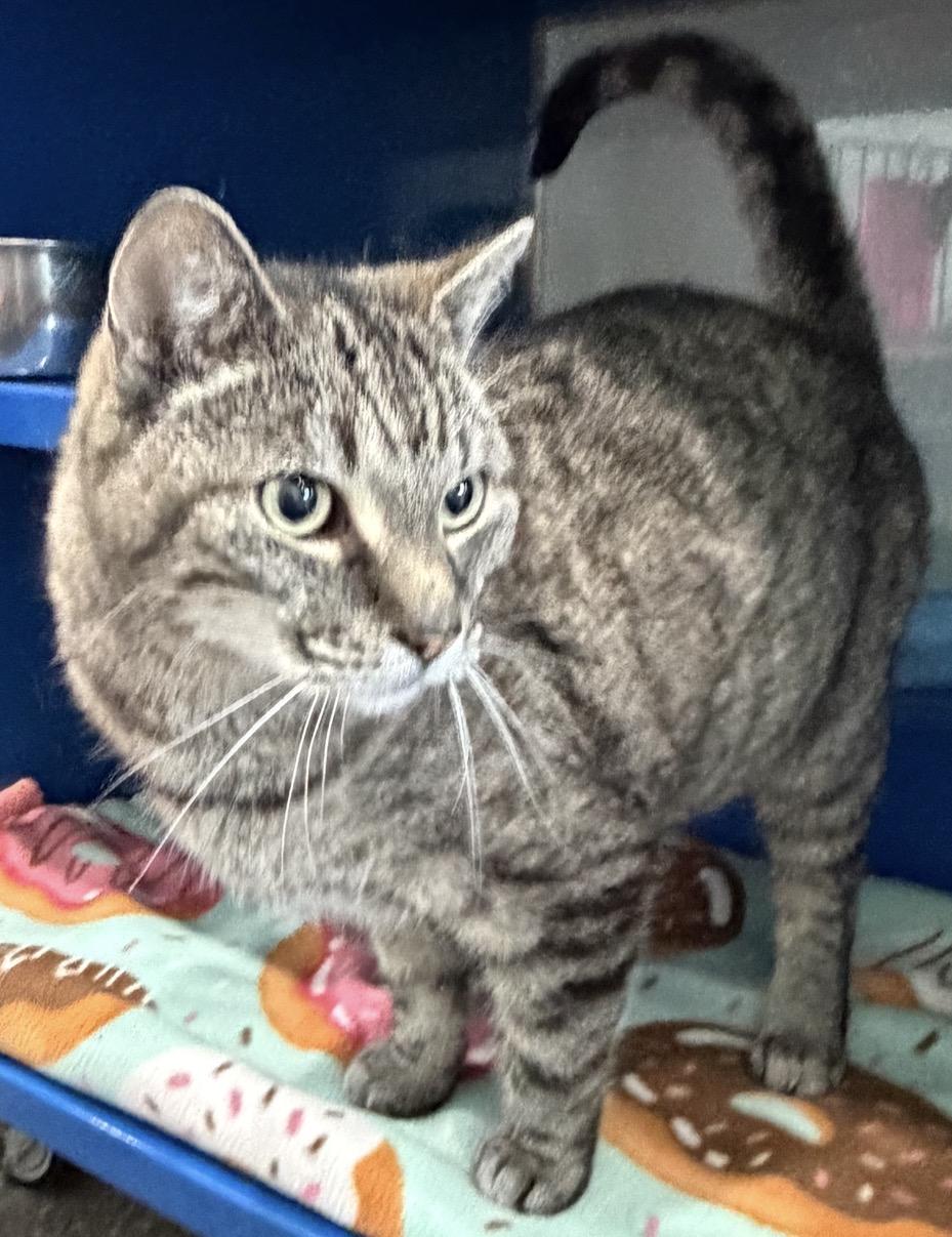 Enlarge Spice, an adopted Domestic Short Hair in Sault Sainte Marie, MI image 4/4
