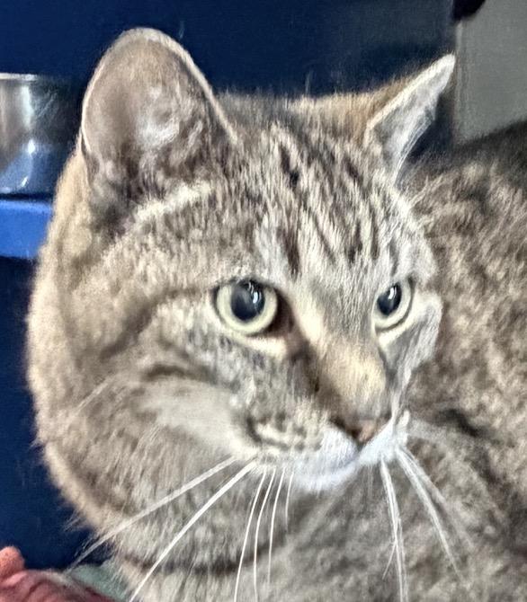 Spice, adopted, Young Male Domestic Short Hair.