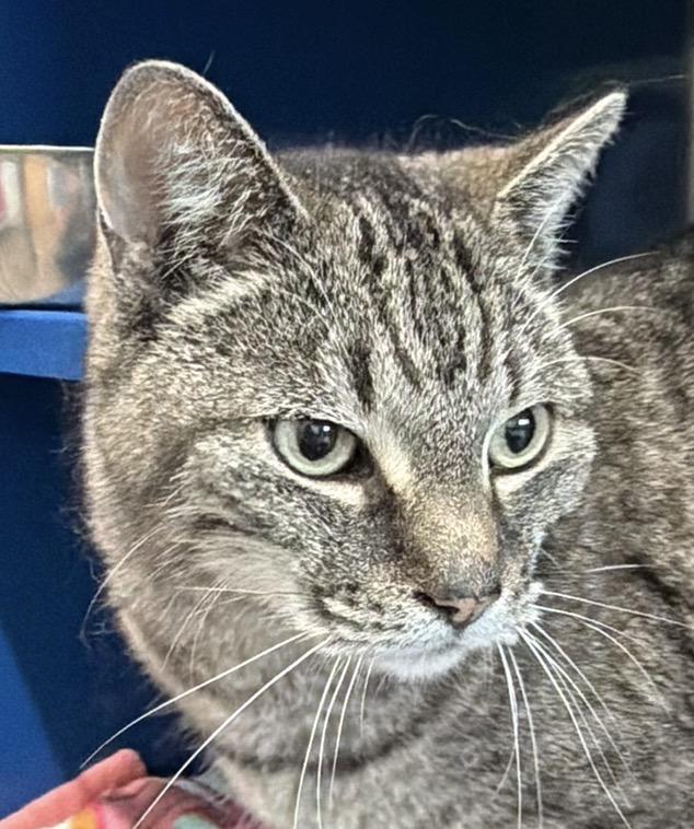 Enlarge Spice, an adopted Domestic Short Hair in Sault Sainte Marie, MI image 2/4