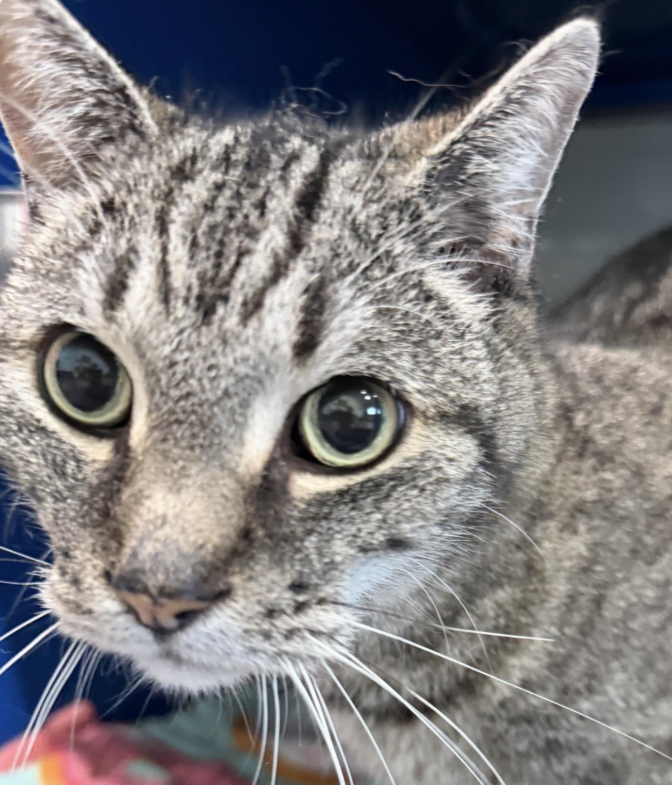 Enlarge Spice, an adopted Domestic Short Hair in Sault Sainte Marie, MI image 3/4