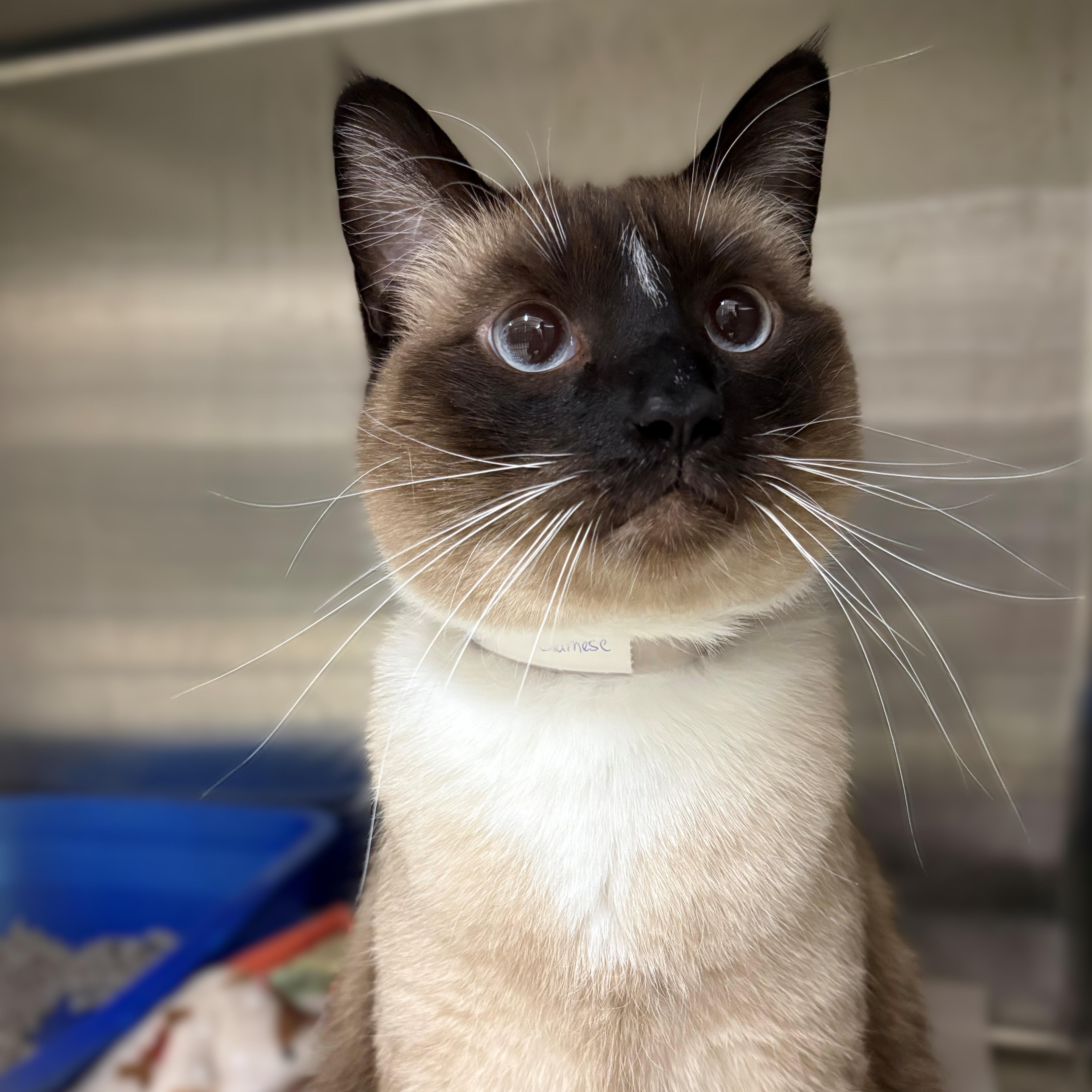 Enlarge Oso- #50349, an adopted Siamese in Columbia, MD image 2/2